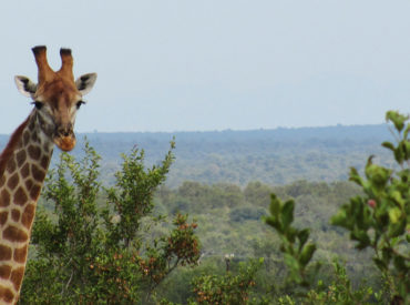 Here are a few snapshots from last night’s game drive at nDzuti. We managed to spot hippo walking out of a dam, giraffe and a rather anxious rhino.  While we were sitting around the campfire after our game drive, we noticed jackal, hyena and honey badgers at the waterhole. The nDzuti waterhole has seen a […]