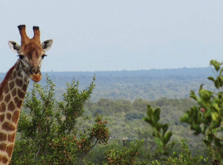 Photos from Our Game Drive at nDzuti