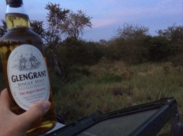 Drinking Glen Grant Whisky with Lions in Africa