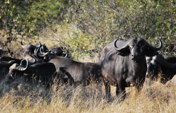 Cape Buffalo - Klaserie Private Nature Reserve