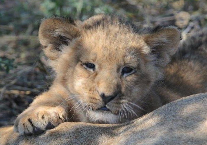 Lion cubs at Haina Kalahari Lodge