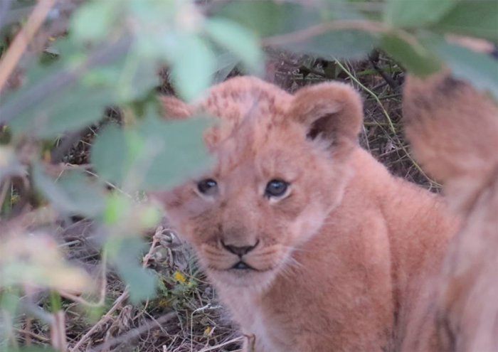 Lion Cubs Born at Haina Kalahari Lodge