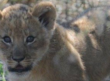 A pregnant lioness is seen striving against the harsh semi-arid desert conditions trying to find a potential den site for her unborn cubs. She eventually finds a safe haven in a thicket of vegetation just 4 km outside of the Haina Kalahari Lodge. A few weeks later, she gives birth to 4 lion cubs. Needless […]