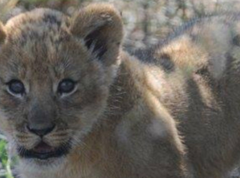 New Lion Cubs Born in the Kalahari