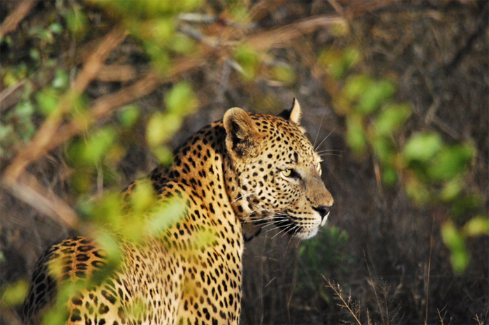 Leopards in the Sabi Sand Private Game Reserve