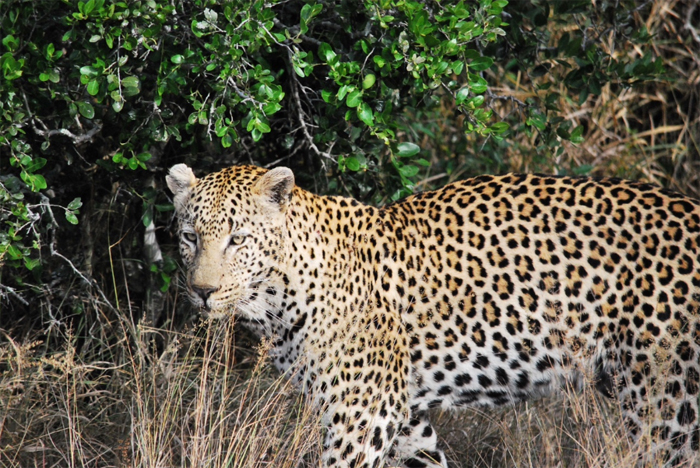 Leopard at Umkumbe Safari Lodge
