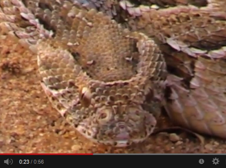 Hair-Raising Situation with a Puff Adder in the Kruger