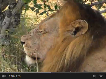 And here we have it. Finally – the “Trilogy” of male lions that have been threatening the Ross Pride have been caught on video. Look at the size and stature of them ! Dave Jackson and ranger Kevin Maclaughlin managed to get up close and personal with them. You will notice Chuck and Larry (sub-adult […]