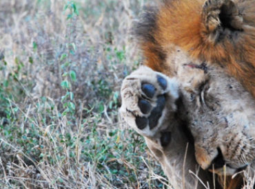 We promised you a lion update of what was happening in and around the nThambo and Africa on Foot territory. It appears that this trilogy of lions we spoke about in a previous blog post are here to stay. Mike and Fiona, our repeat guests at nThambo, captured unbelievable photos of these three big beasts. […]