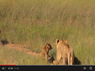When Dave Jackson spent time at Umkumbe Safari Lodge in January this year, in the Sabi Sand Private Game Reserve, he was lucky enough to video the famous southern pride of lions. The mega-pride has grown in size and is currently 28 members strong. Four of the females gave birth to 12 new cubs and […]