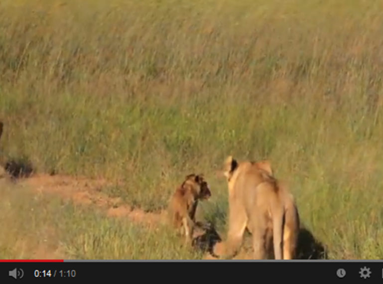Video of the Southern Pride of Lions in the Sabi Sand Private Game Reserve