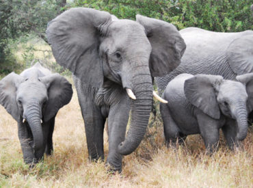 Mike and Fiona left Umkumbe Safari Lodge and headed for nThambo Tree Camp in the Klaserie Private Nature Reserve. Here is their account of life at the nThambo Tree Camp. “Well here we are back at nThambo Tree Camp, it seems like only yesterday we were last here! We have been here 2 days already, […]