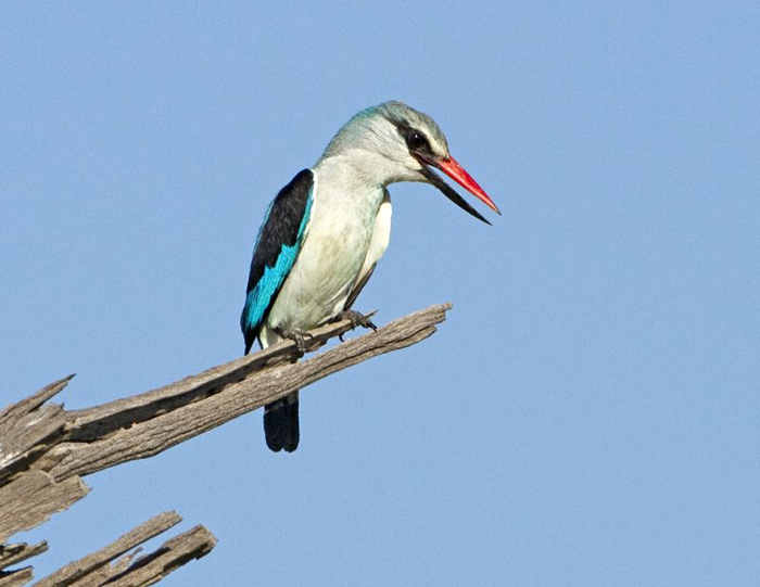 Woodland Kingfisher - Birdlife