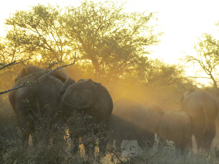 Elephant Herd in the Sunset