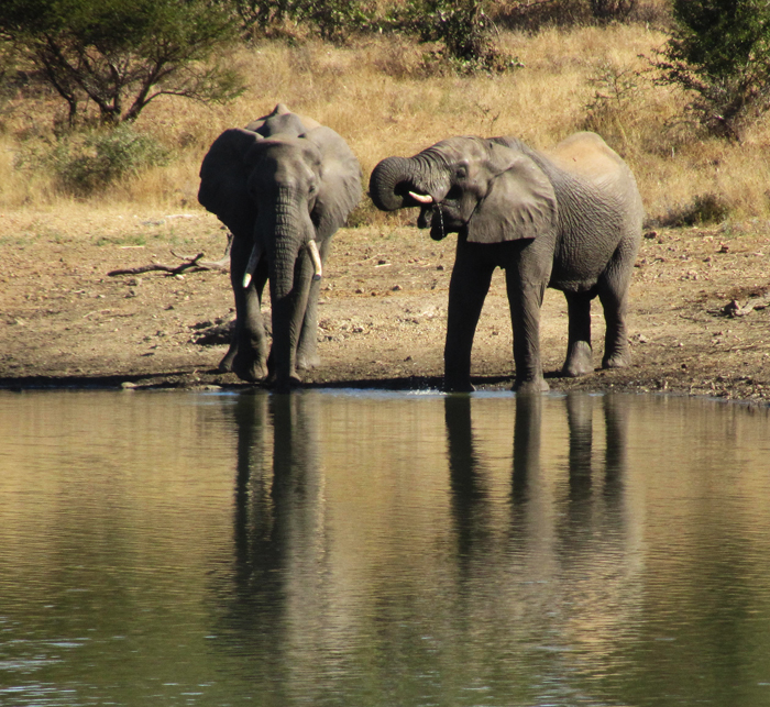 Elephants drinking from the dam ! 