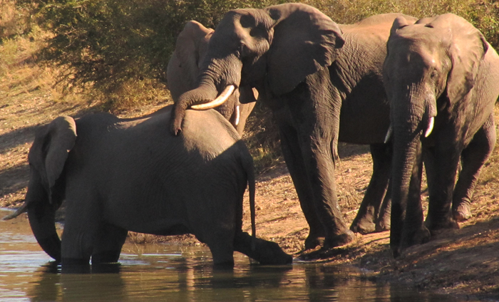Elephant resting trunk