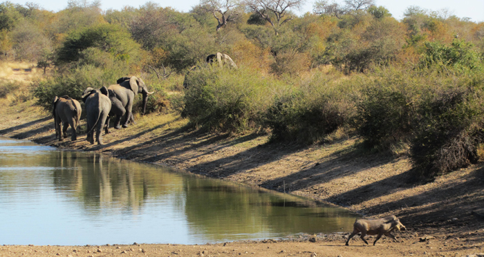 warthog elephant herd
