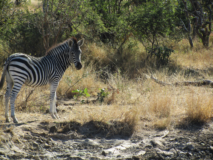 A zebra foal wanting to join the party at nDzuti Dam.