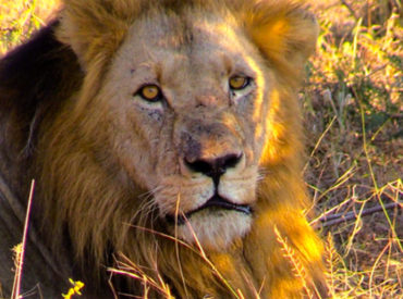 Dave Jackson was lucky enough to capture one of the Trilogy males mating with one of the Ross Pride females. In the background we have one of our rangers chatting to us about the mating process with lions. More importantly, it is now confirmed that the Trilogy of lions are now firmly in control of […]