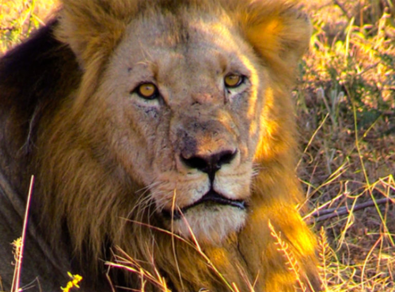 Video of Trilogy Lion Mating with Ross Lioness