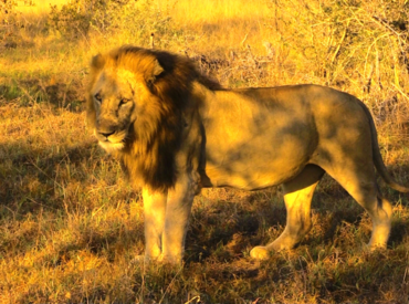 As we suspected, the Trilogy of lions trying to take over the Ross Pride kingdom are a fierce coalition of lions. We have just heard from the team at nThambo Tree Camp that one of the Trilogy charged the game vehicle. One of the males came towards the vehicle and Isaac, our quick-witted tracker with […]