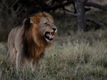 What has been happening the past few days in the land of the Klaserie lions? Well, for starters, one of the Trilogy males was caught mating with a Ross Pride female. We caught the act on camera. It is now clear that the Trilogy want the Ross Pride for themselves. Kevin MacLaughlin took these images […]