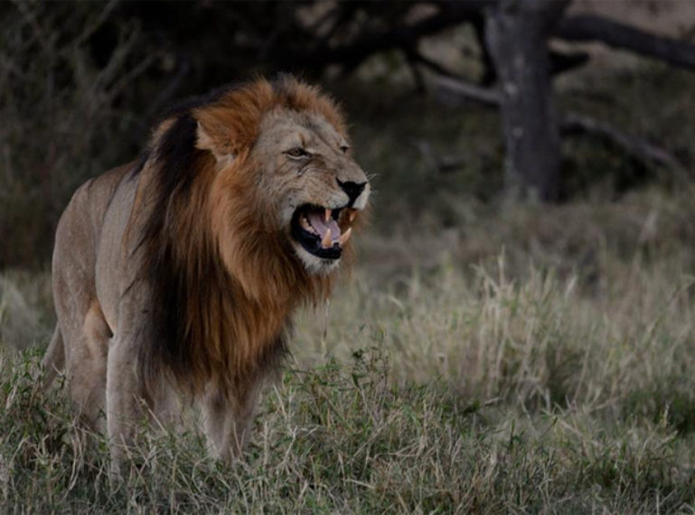 Busted ! Photos of the Lion Trilogy Mating with Ross Females