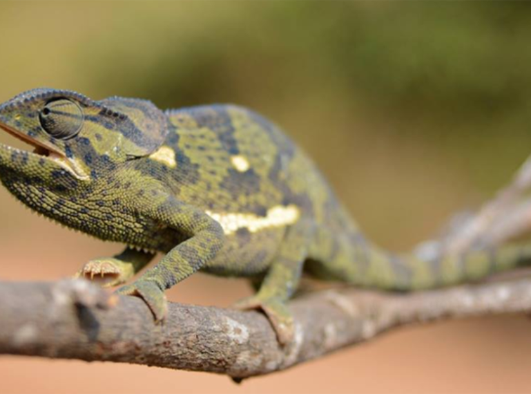 5 Fun Facts About the Flap-Neck Chameleon