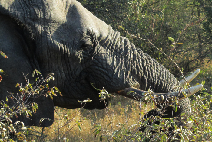 Elephant Bull at nThambo