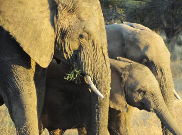 It’s winter here in the Klaserie and the breeding herds of elephants are in abundance. Winter time means that the vegetation is sparse and water sources are scarce. The once lush green thickets have turned into dry, amber colour grasses and wildlife becomes desperate for water. This is the season when our wonderful pachyderms, the […]