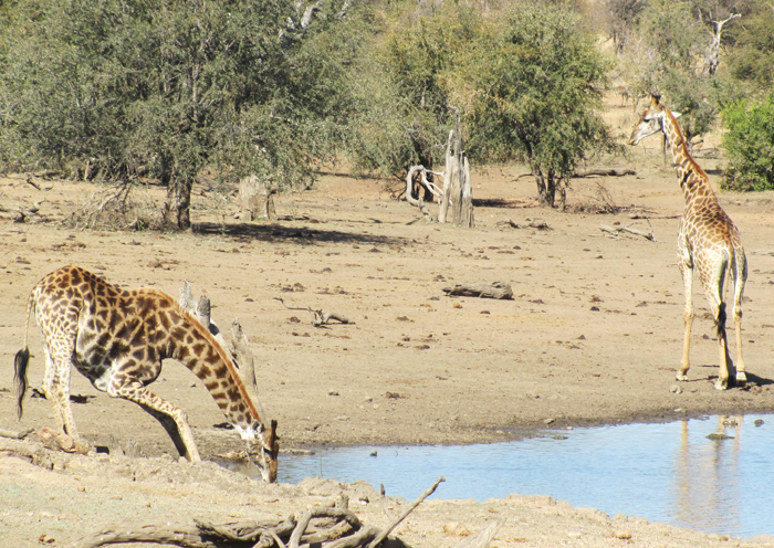 Giraffedrinking from the waterhole