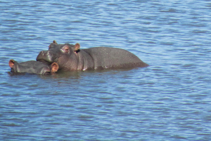 hippo calf and mom