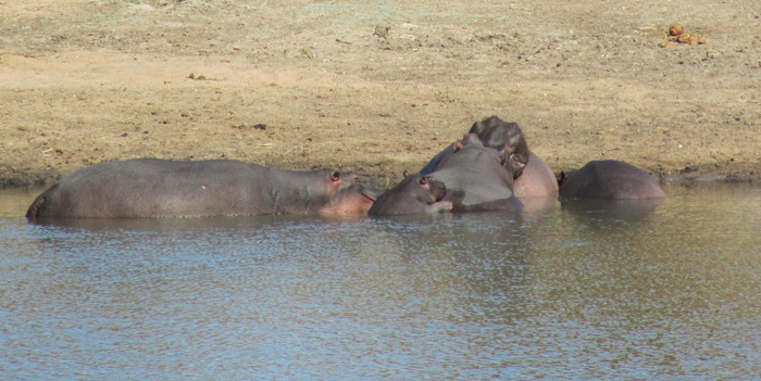 Spot the hippo calf