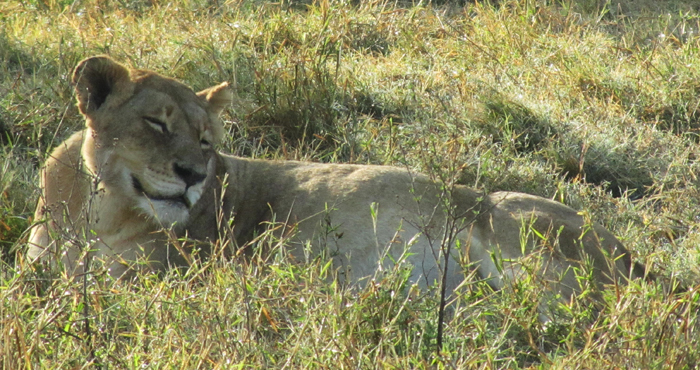 Lisa - older Lioness from the Ross Pride