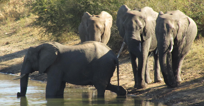 Elephants - nDzuti Dam