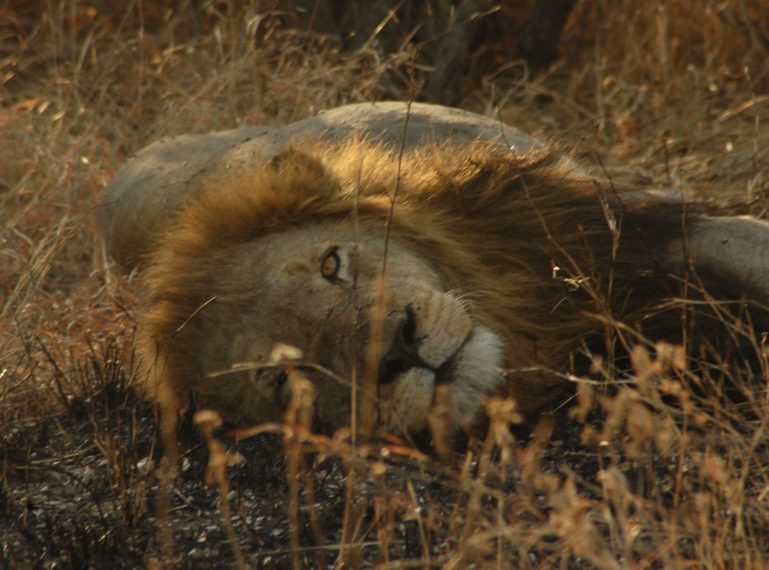 Trilogy Males feast on giraffe