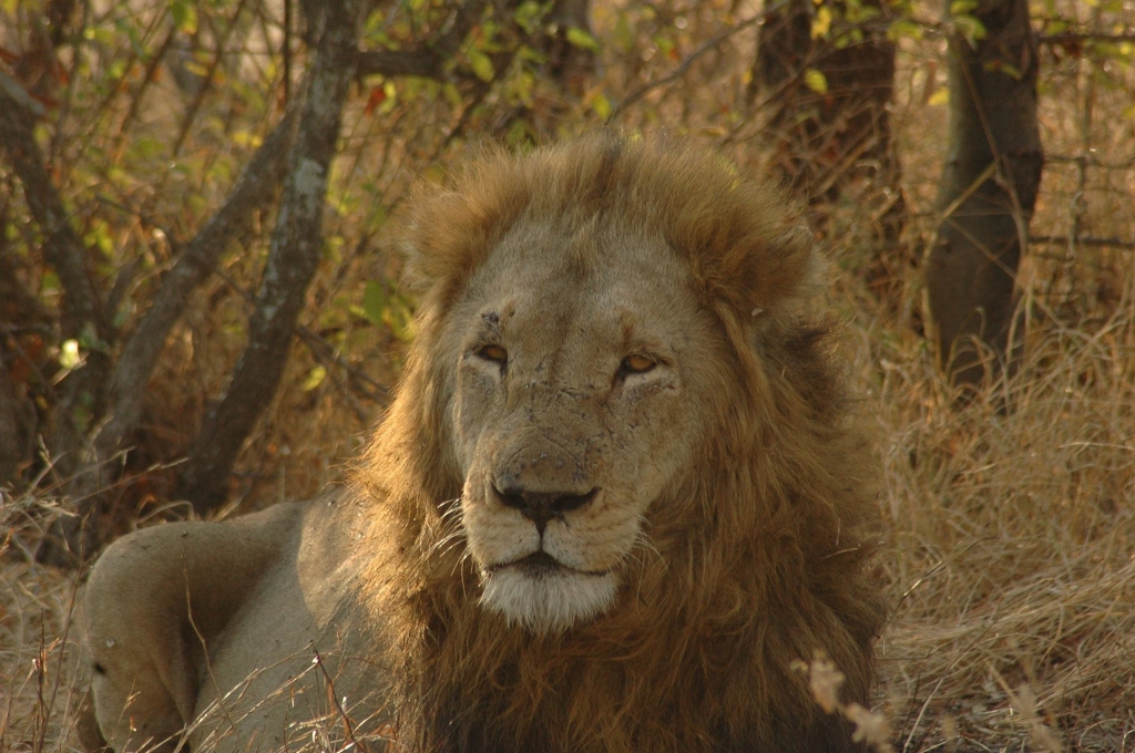 Trilogy Male Lion