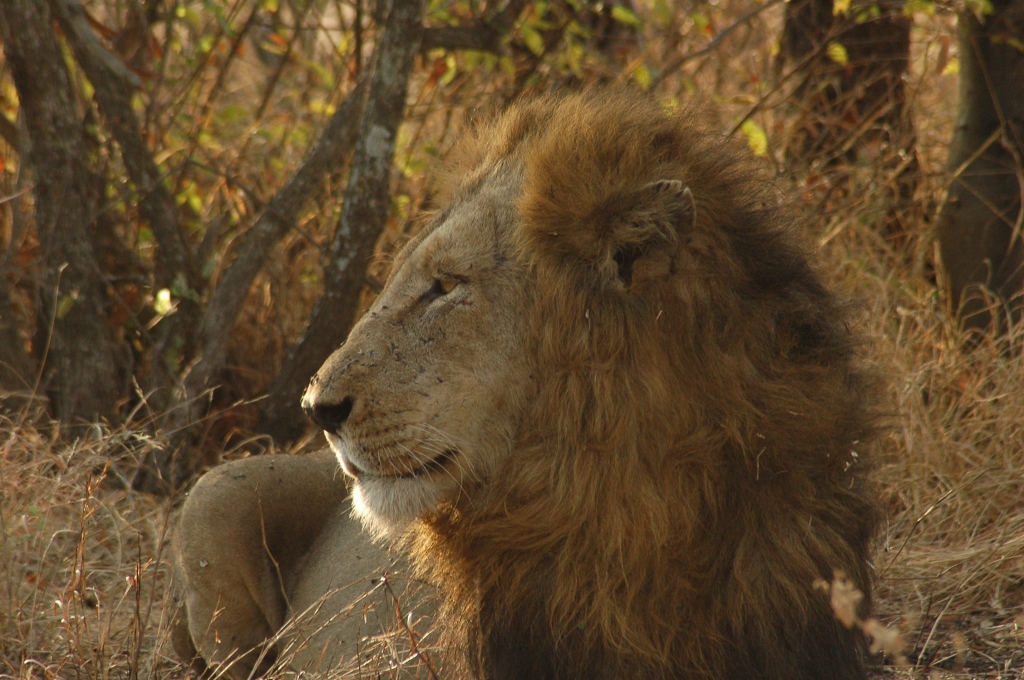 Trilogy male lion