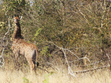 Who doesn’t love the “cuteness” factor when it comes to wildlife? Dave Jackson has captured a few precious moments on camera of an elephant, giraffe and hippo calf eagerly discovering the world around them. These videos were filmed at nDzuti Safari Camp in the Klaserie Private Nature Reserve. The dam, which is close to nDzuti, […]