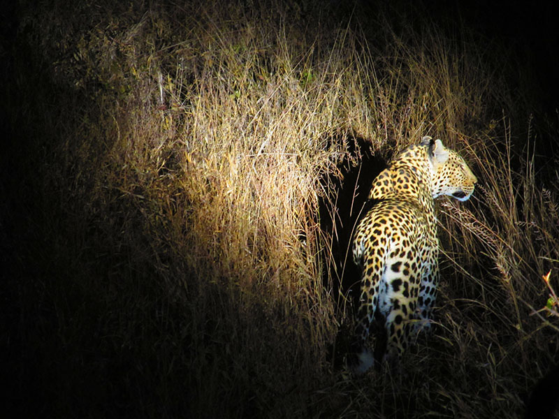 Watching leopard in Klaserie Private Nature Reserve