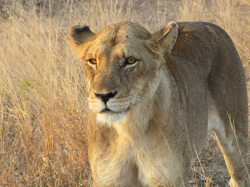 A lioness in Klaserie Private Nature Reserve