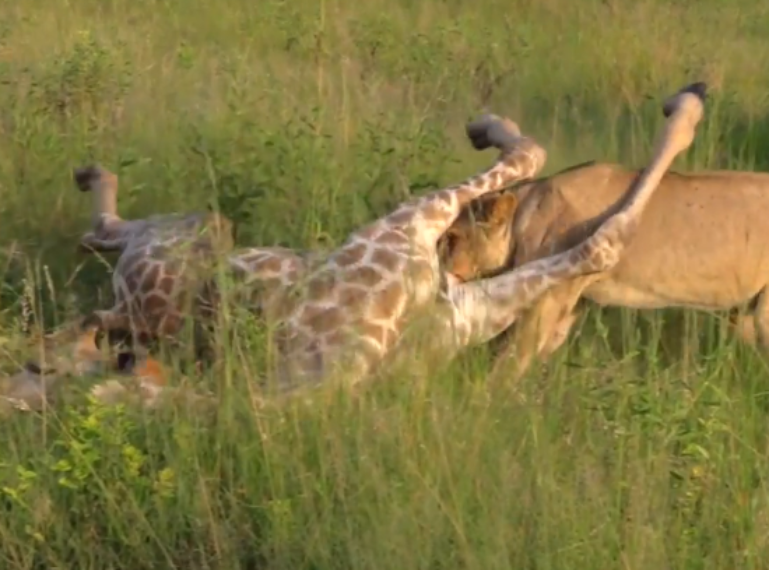 Lioness and cubs with a giraffe kill at Mapula