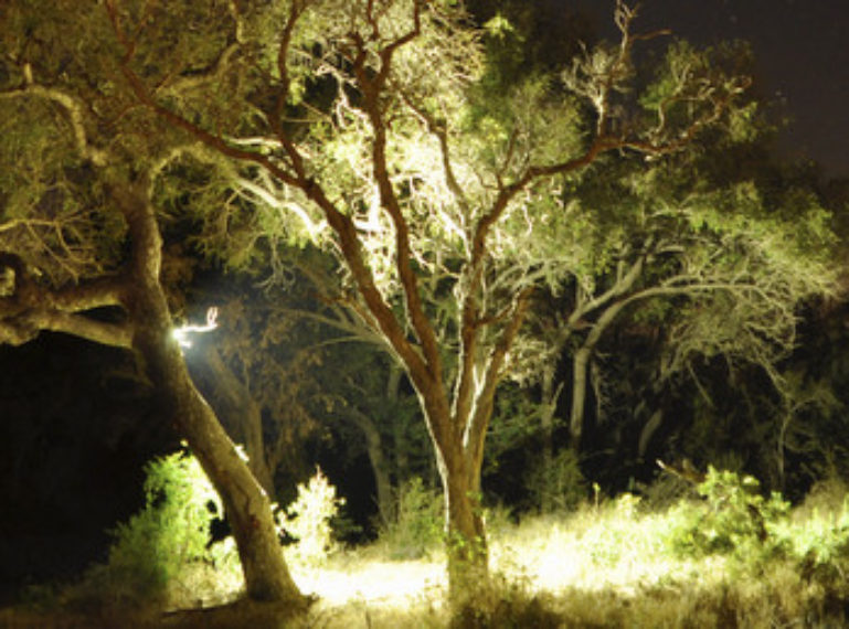 Elephants and lions visit nDzuti Safari Camp in time for dinner