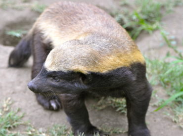 Most of us have had a laugh at the famous YouTube hit about the fearless honey badger. This fairly small creature has one of the biggest attitudes of all animals, nevermind its size. Its immune system is so strong that it can fight the effects of the deadliest snake venom, and it escapes capture with […]