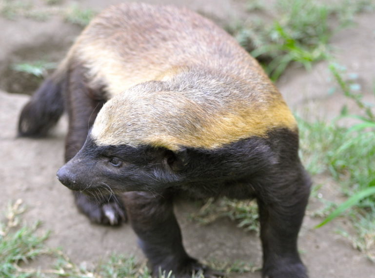 Video: A cheeky baby honey badger at Camp Linyanti