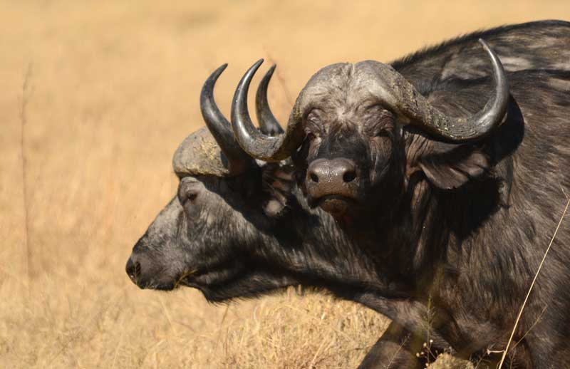 Buffaloes join guests for coffee