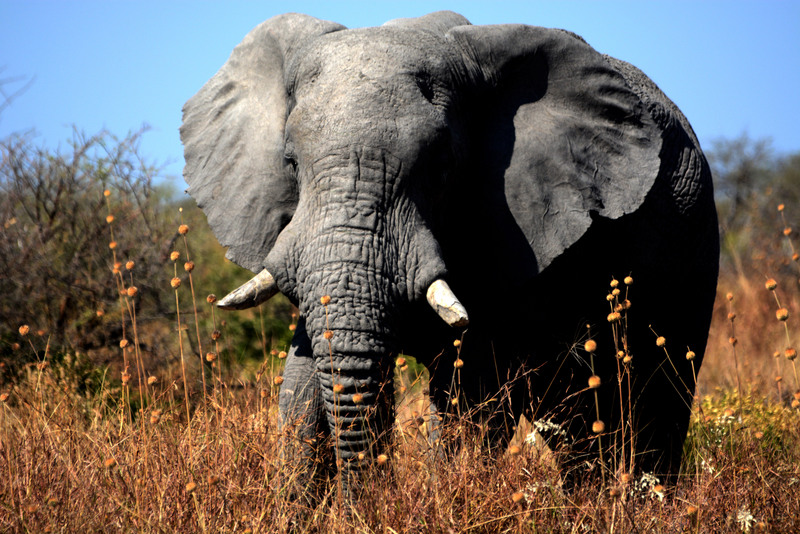 campsavuti-elephant