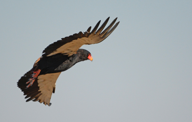 campsavuti-bateleur