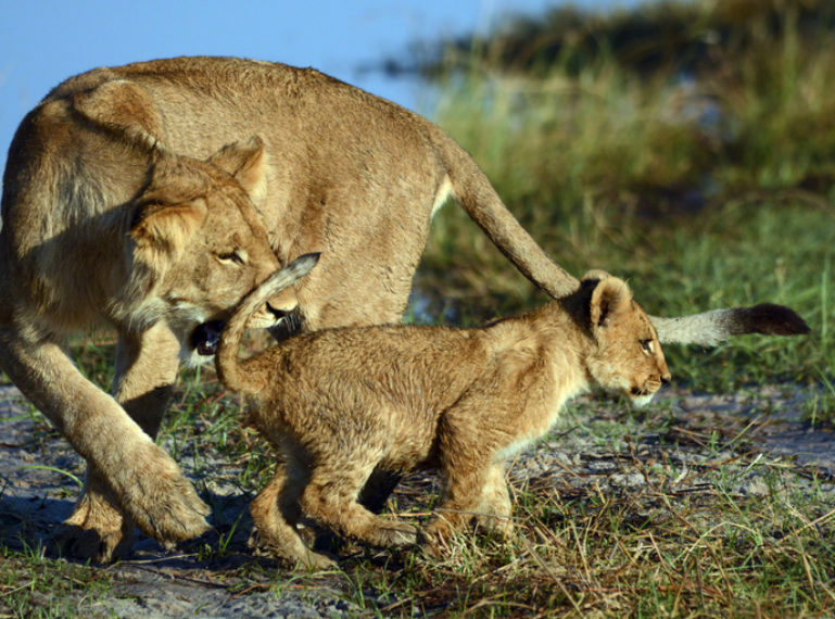 Hanging with the lions of the Savuti