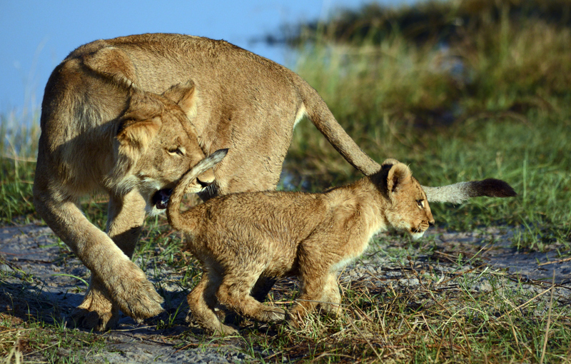 campsavuti-lions